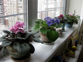 FOTO // 7 plante de interior periculoase care nu pot fi ținute acasă